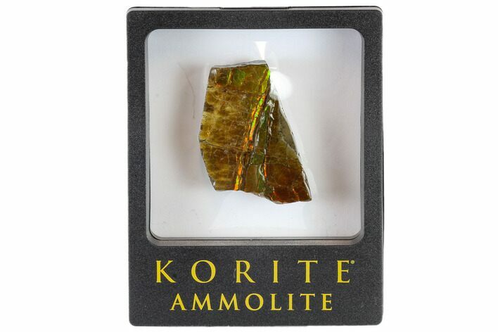 Iridescent Ammolite (Fossil Ammonite Shell) - Alberta, Canada #114228